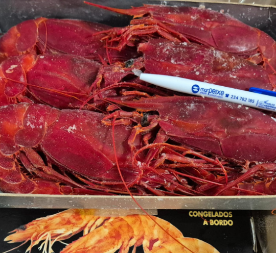 Carabineiro Marrocos XXL