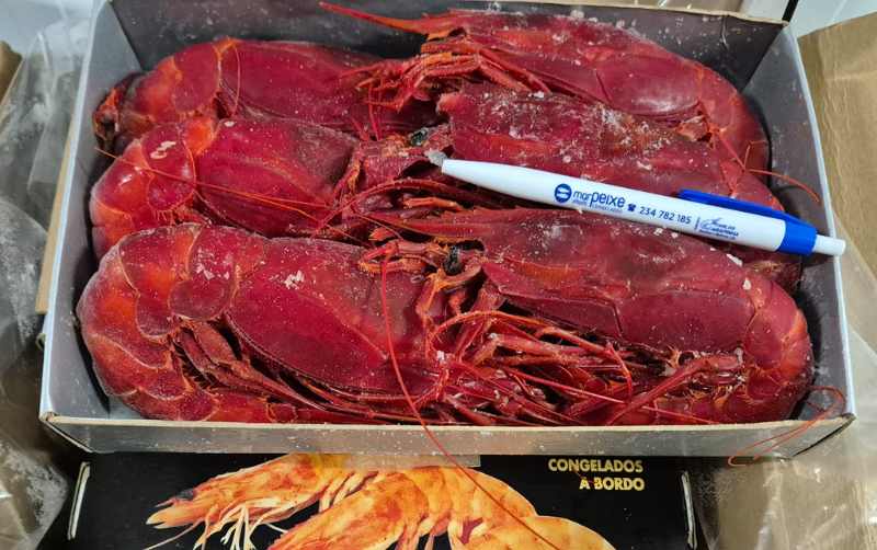 Carabineiro Marrocos XXL