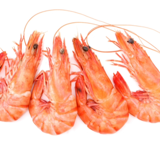 Camarão Cozido