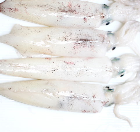 Lula Limpa (Loligo Duvaucelli)