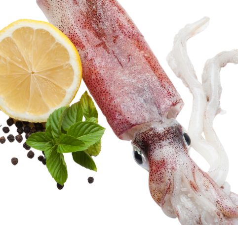 Lula (Loligo Vulgaris)