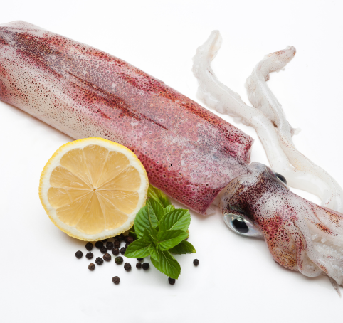 Lula (Loligo Reynaudi)