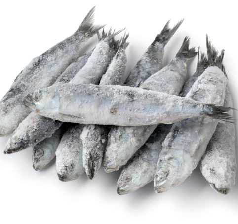 Sardinha