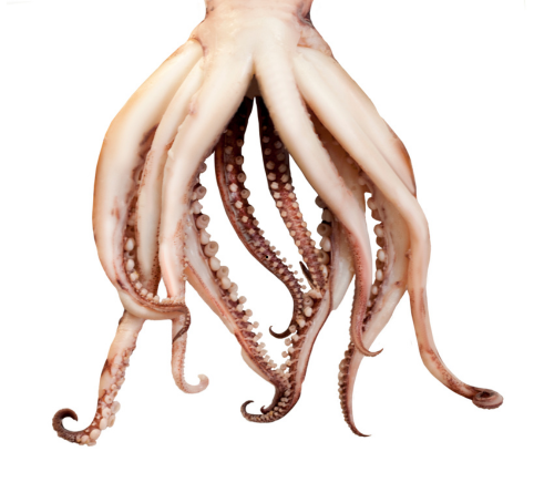 Tentáculos de Pota