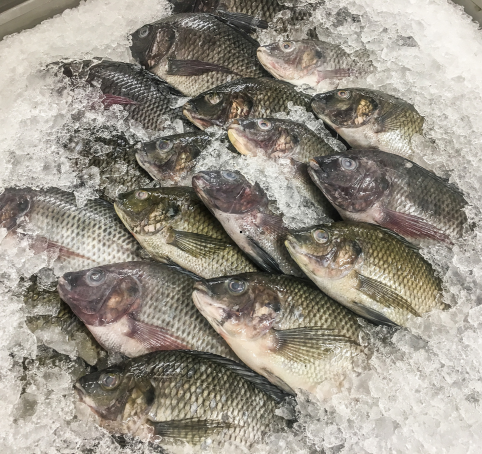 Tilapia